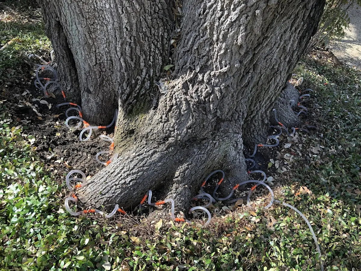 Detailed Tree Cabling and Bracing job site in East Rockaway