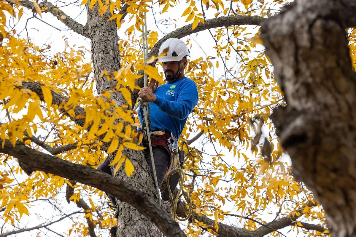 Skilled Tree Pruning crew working in East Rockaway